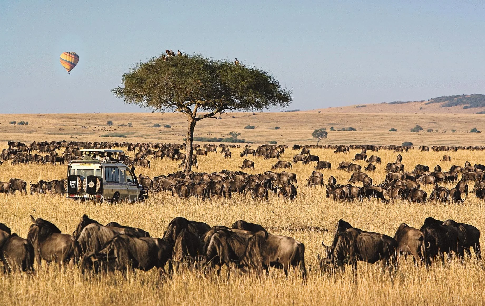 Maasai Mara wildlife migration safari