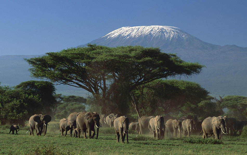 Amboseli & Tsavo Panorama