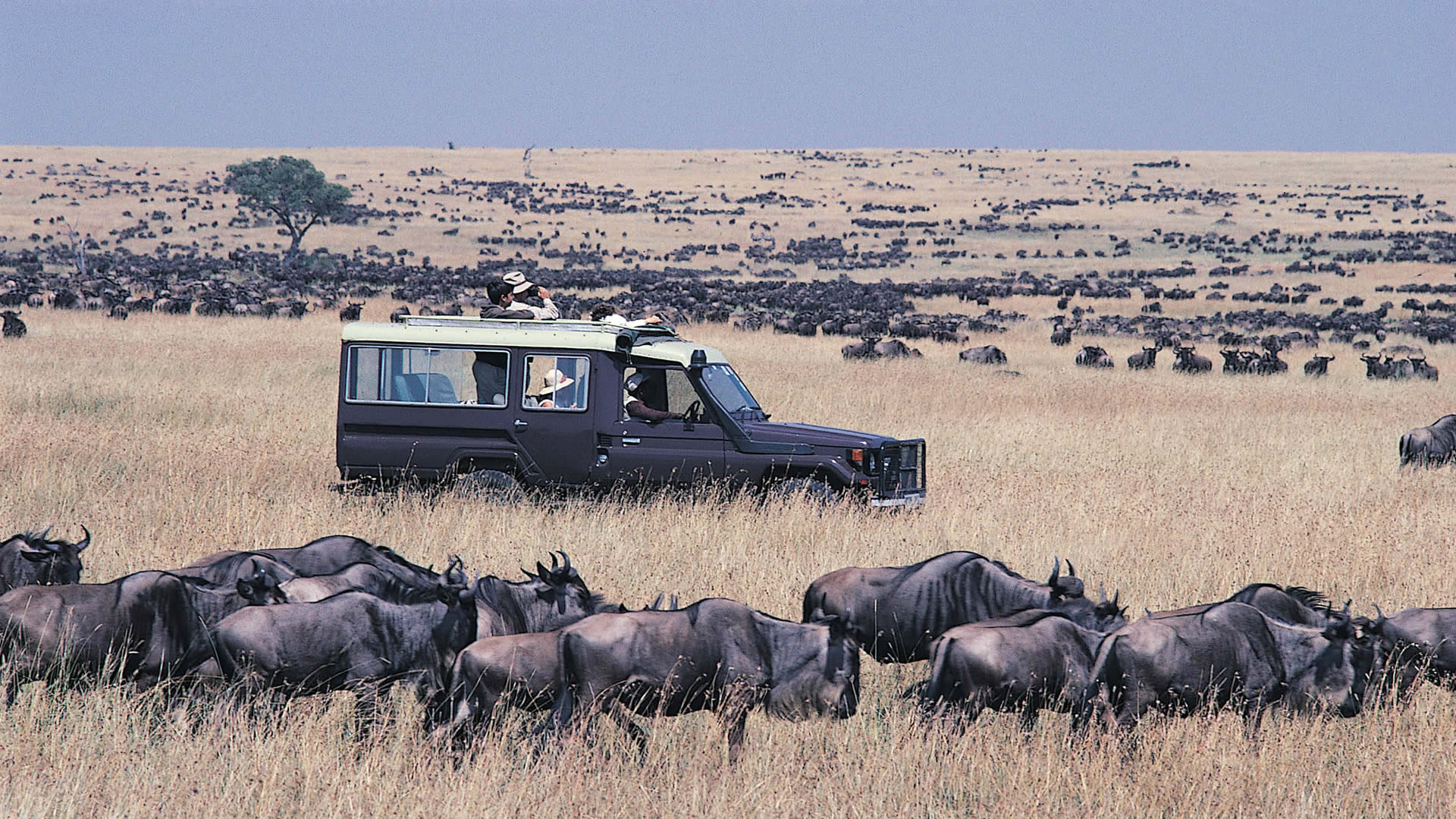 Bespoke Safaris