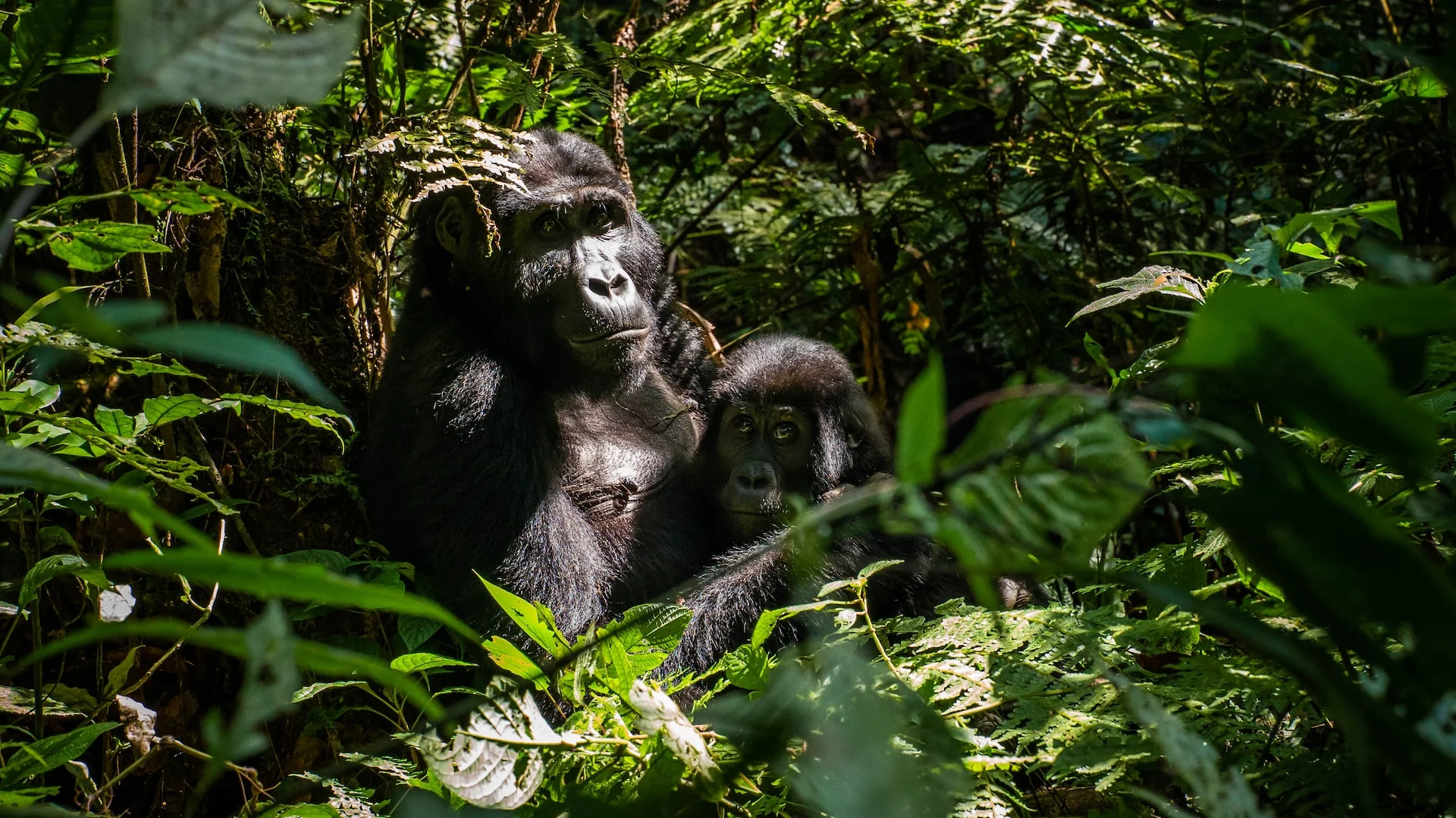 Gorilla Trekking & Wildlife