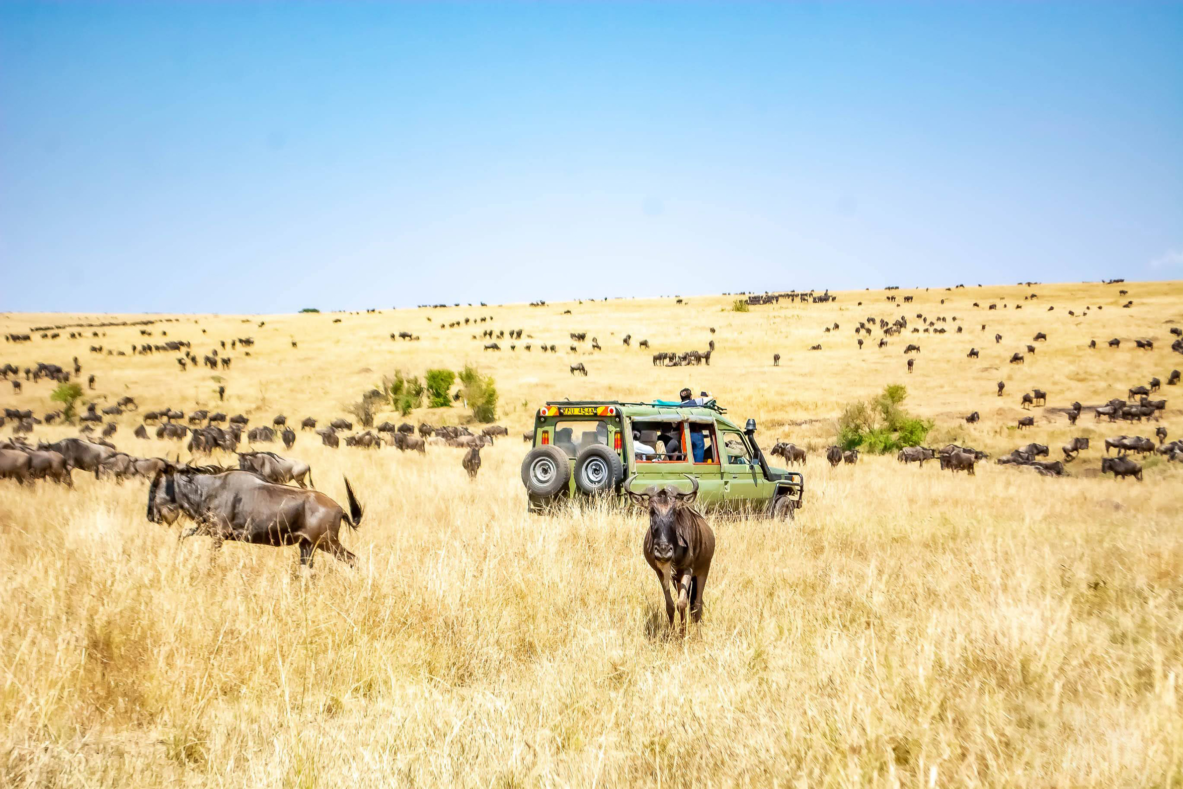 Safari Experience